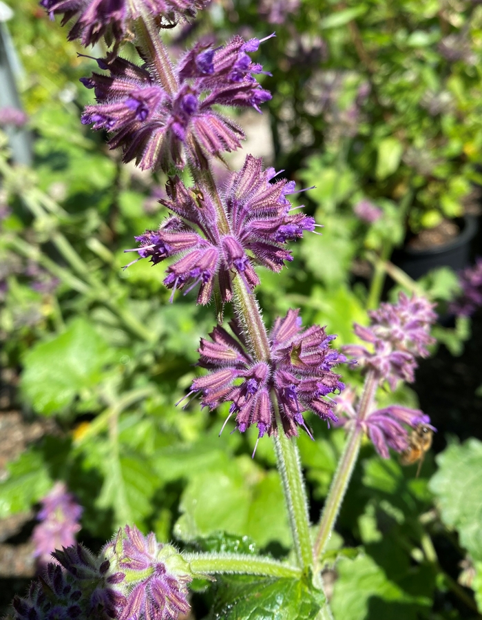 Salvia verticillata