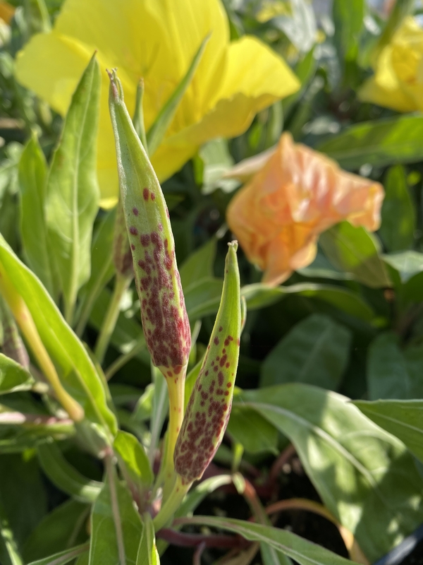 Oenothera macrocarpa