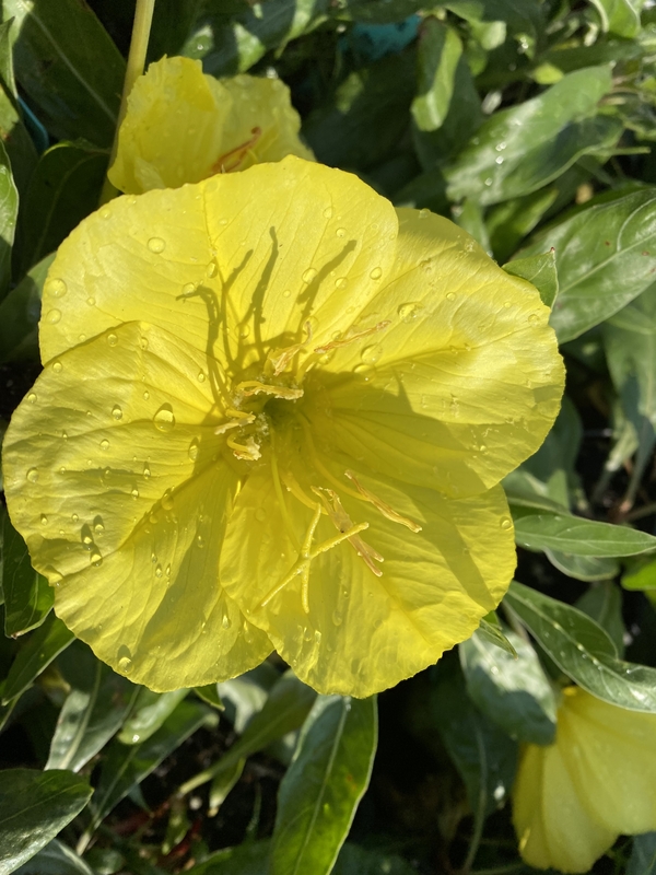 Oenothera macrocarpa