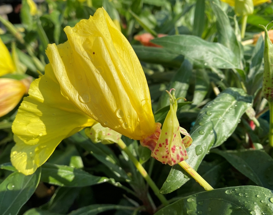 Oenothera macrocarpa