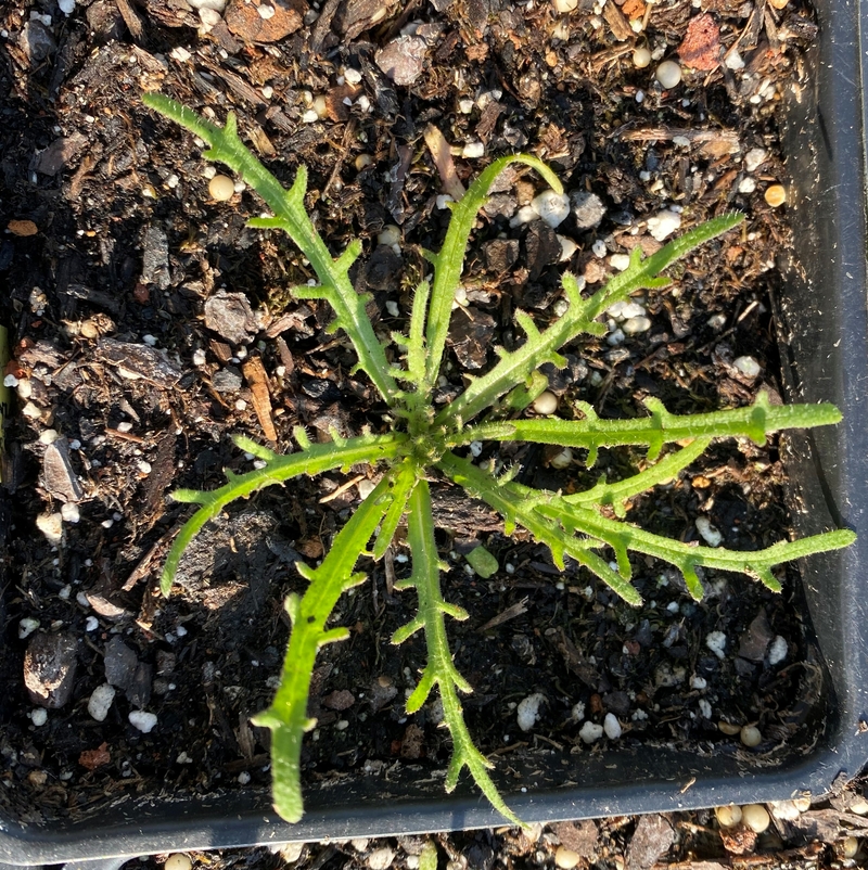 Layia pentachaeta ssp. albida