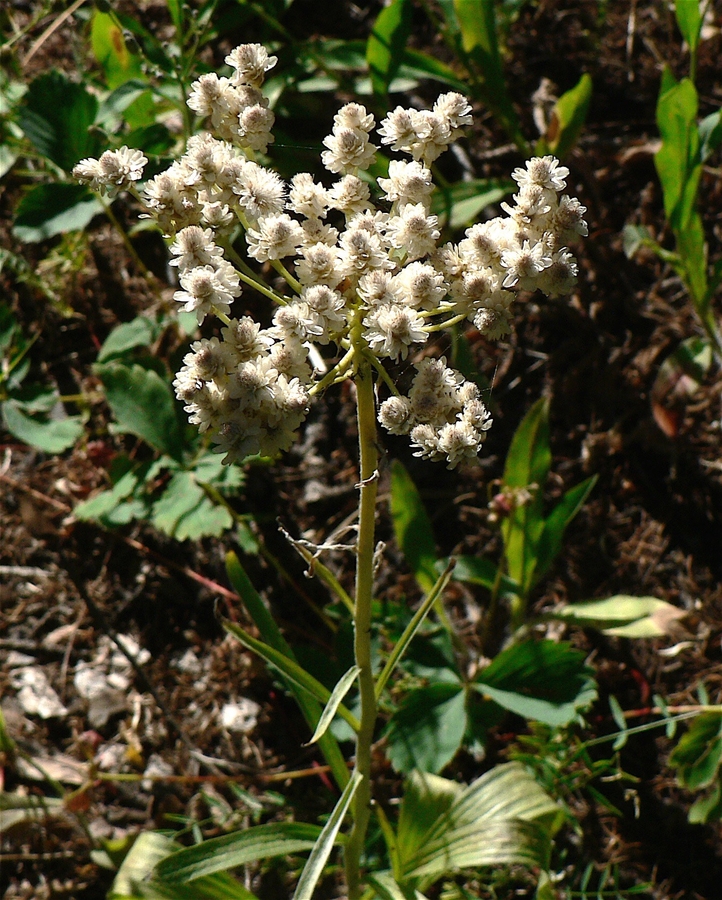 Antennaria anaphaloides