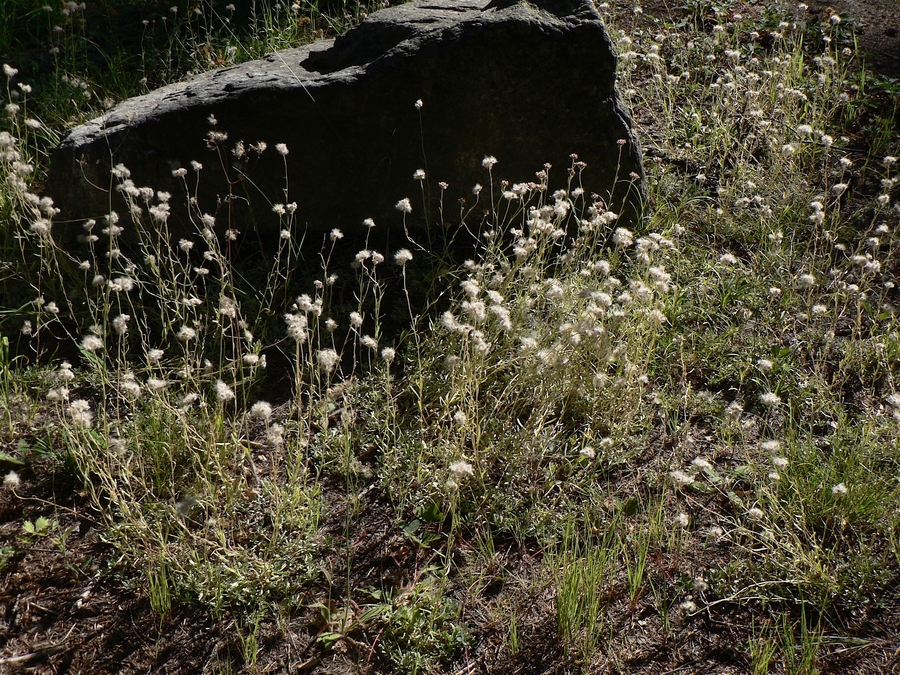 Antennaria umbrinella