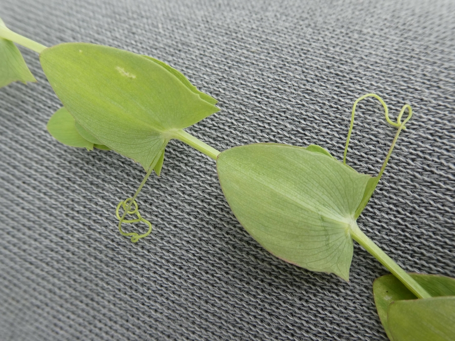 Lathyrus aphaca