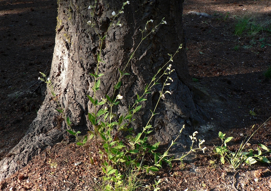 Silene noctiflora