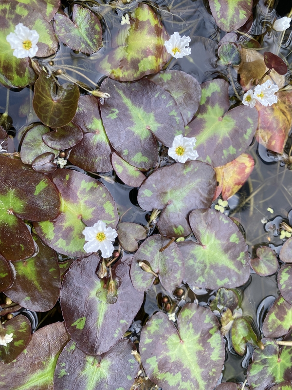 Nymphoides hydrophyllum