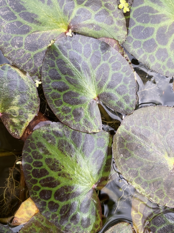 Nymphoides geminata