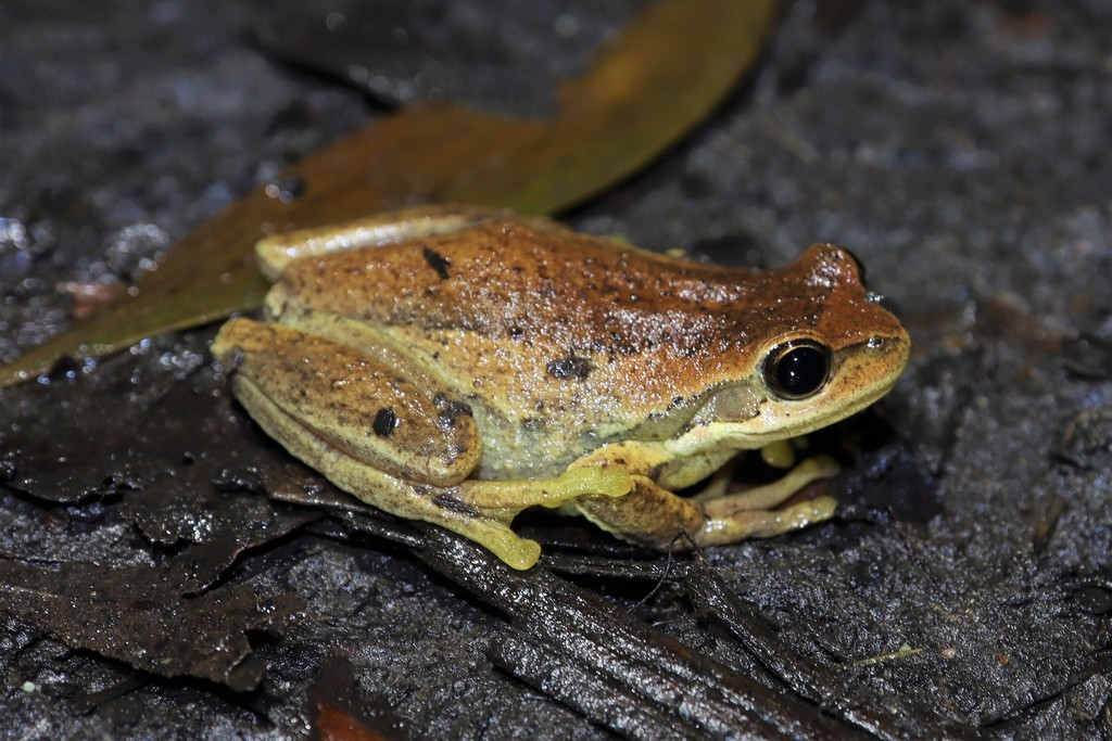 Litoria ewingii Litoria ewingii