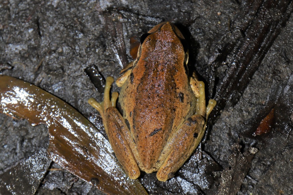 Litoria ewingii