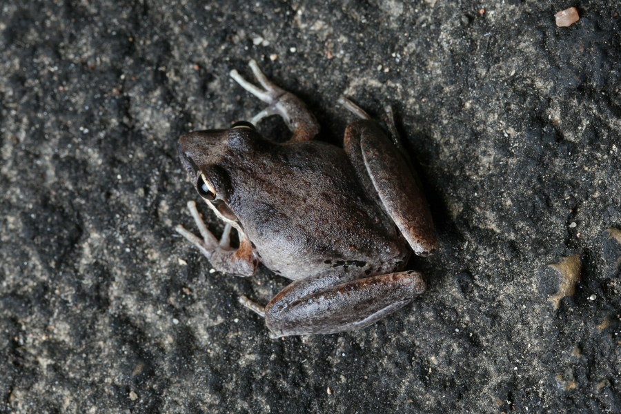 Litoria latopalmata