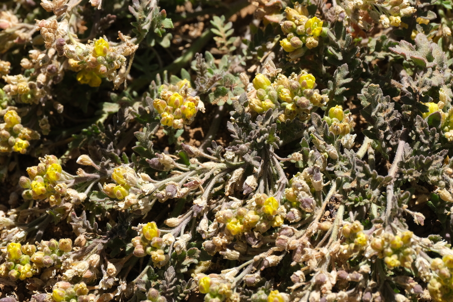 Rorippa columbiae Rorippa columbiae