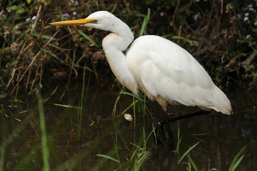 Ardea alba modesta