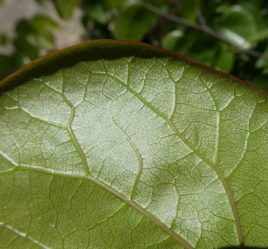 Cercis occidentalis