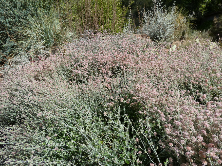 Eriogonum cinereum