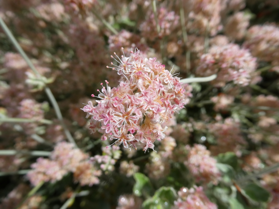 Eriogonum cinereum