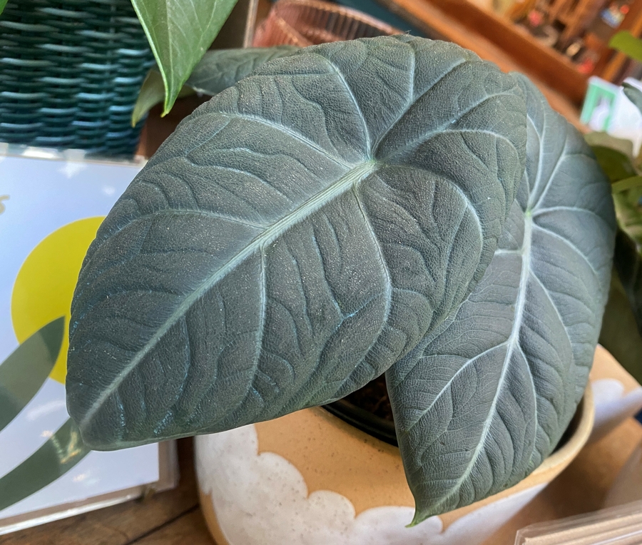 Alocasia sp.