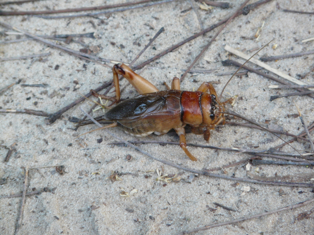 Brachytrupes sp.