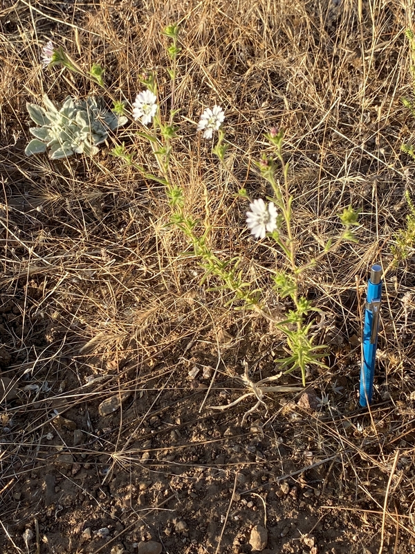 Hemizonia congesta ssp. calyculata Hemizonia congesta ssp. calyculata