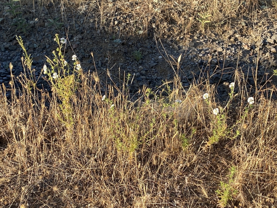 Hemizonia congesta ssp. calyculata Hemizonia congesta ssp. calyculata