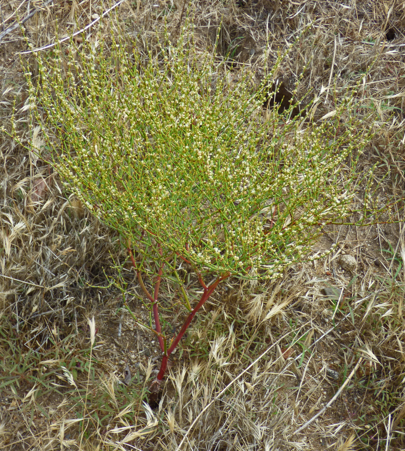 Eriogonum gracile var. incultum