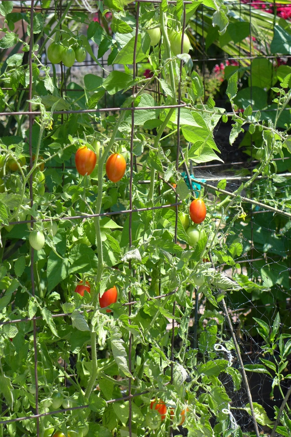 Solanum lycopersicum