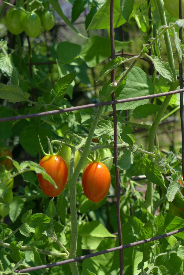 Solanum lycopersicum