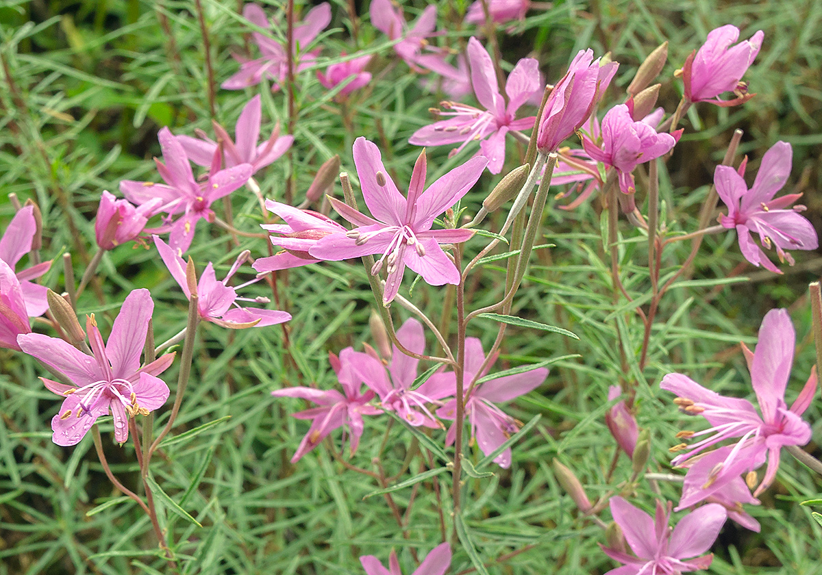 Epilobium dodonaei