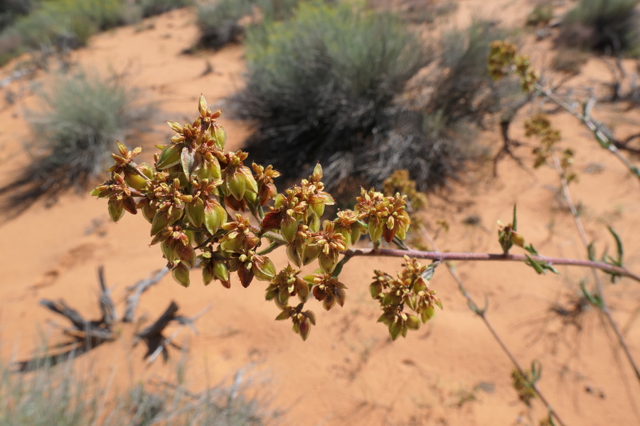 Eriogonum alatum