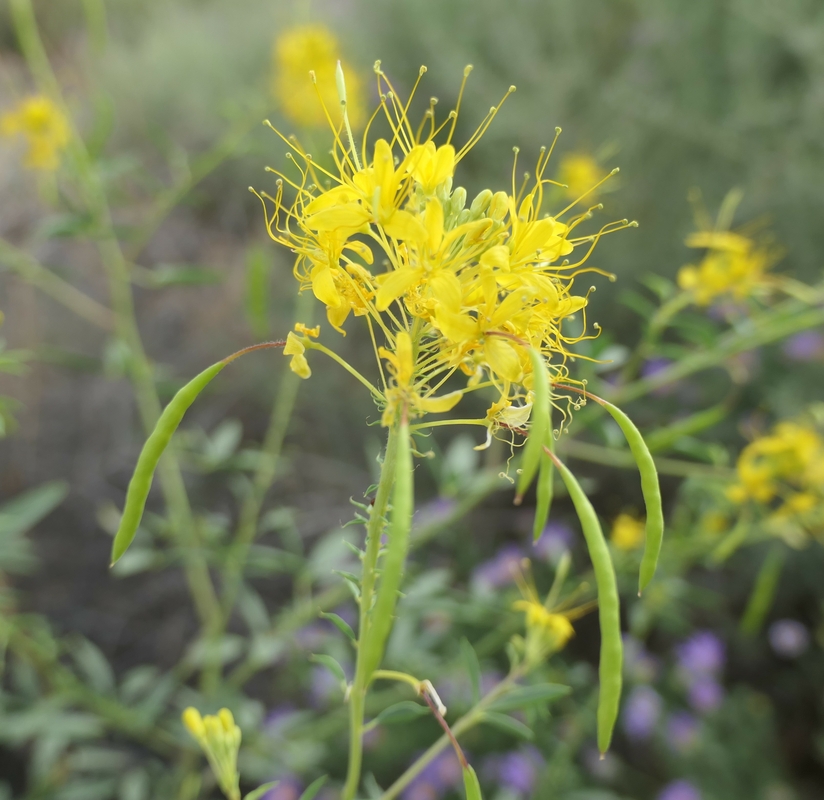 Cleome lutea