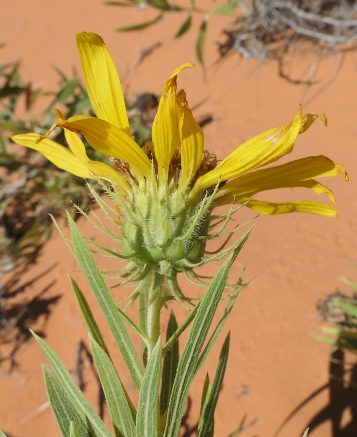Wyethia scabra ssp. attenuata