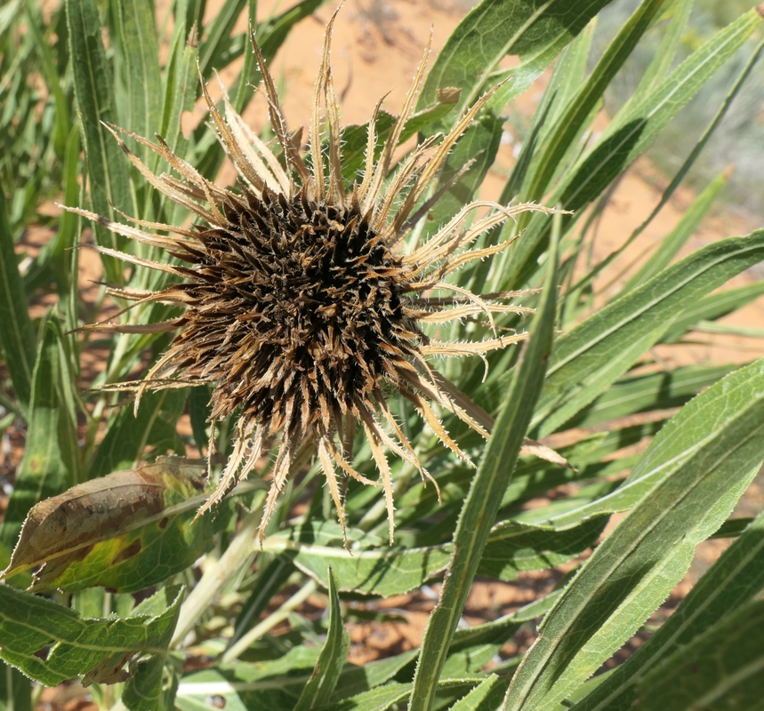 Wyethia scabra ssp. attenuata