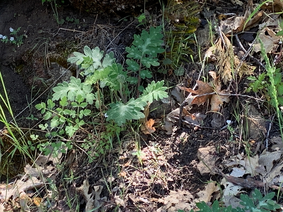 Hydrophyllum capitatum