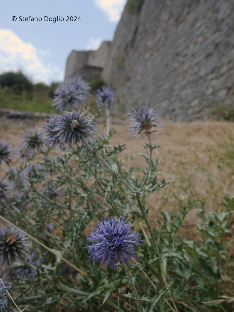 Echinops ritro