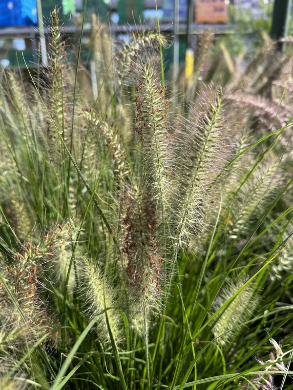 Cenchrus alopecuroides
