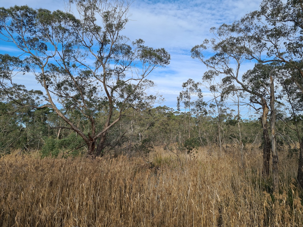 Eucalyptus forest at Cockatoo Swamp Reserve, Victoria