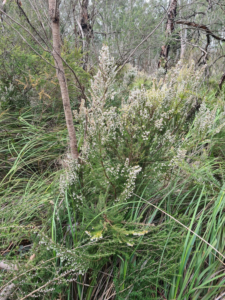 Erica lusitanica