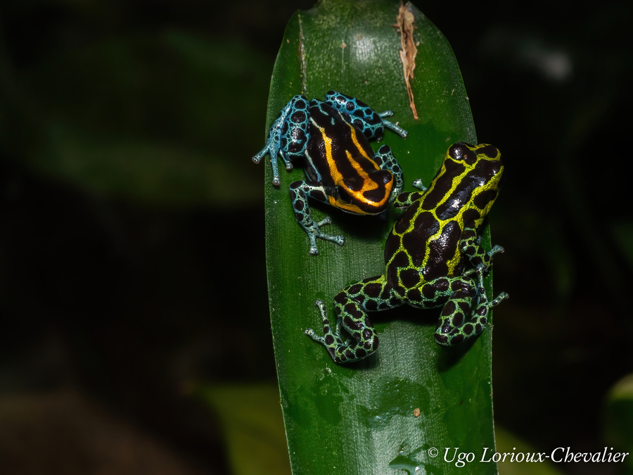 Ranitomeya variabilis