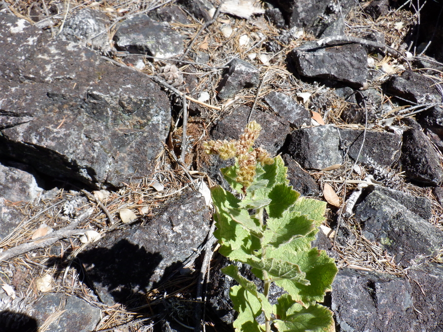 Phacelia damnationensis