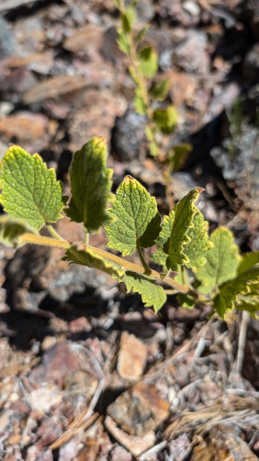 Phacelia damnationensis Phacelia damnationensis