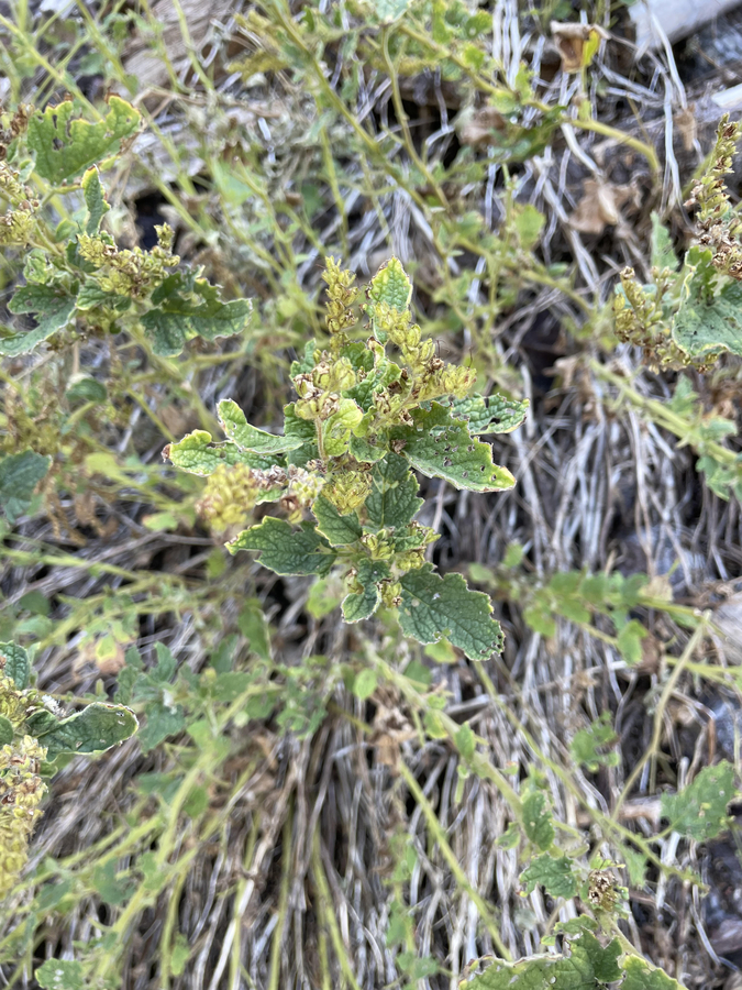 Phacelia damnationensis Phacelia damnationensis
