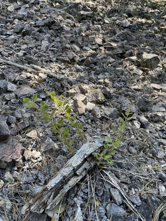 Phacelia damnationensis Phacelia damnationensis