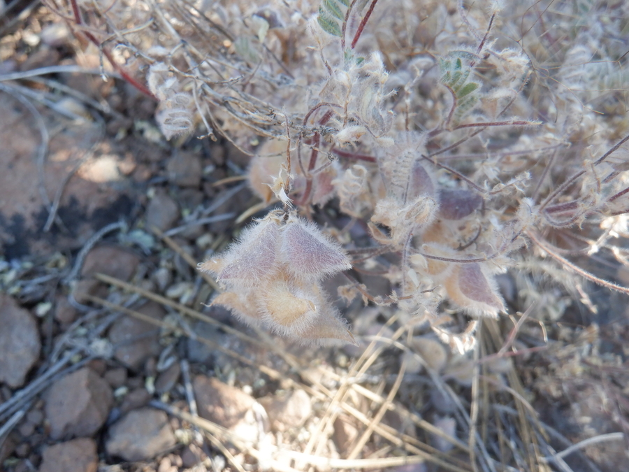 Astragalus pulsiferae var. coronensis Astragalus pulsiferae var. coronensis