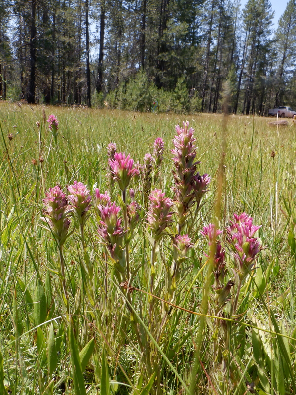 Castilleja lassenensis Castilleja lassenensis