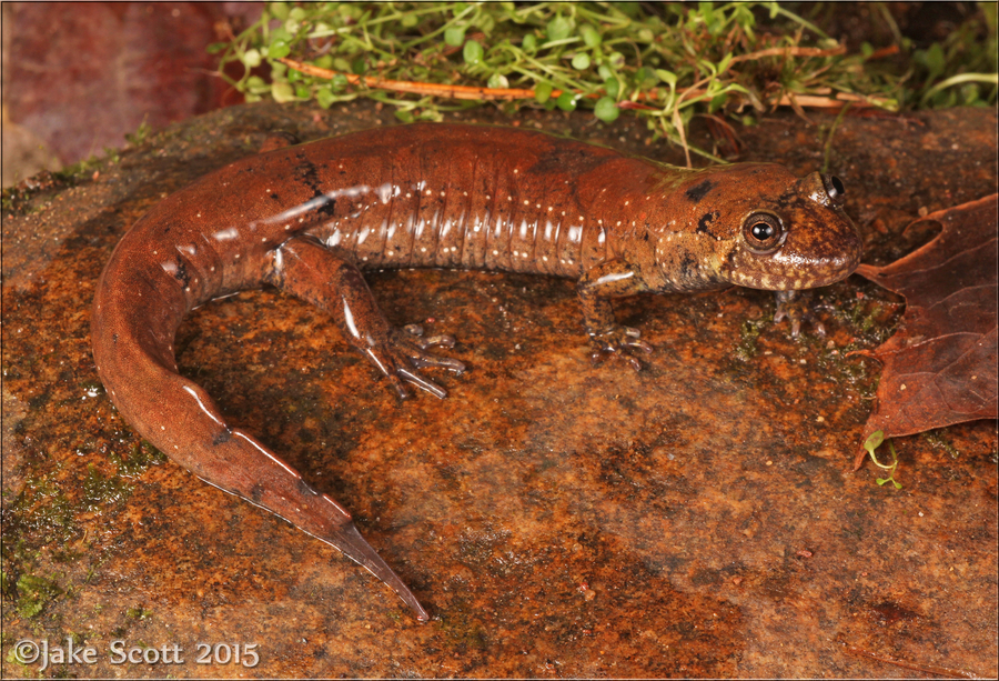 Desmognathus amphileucas