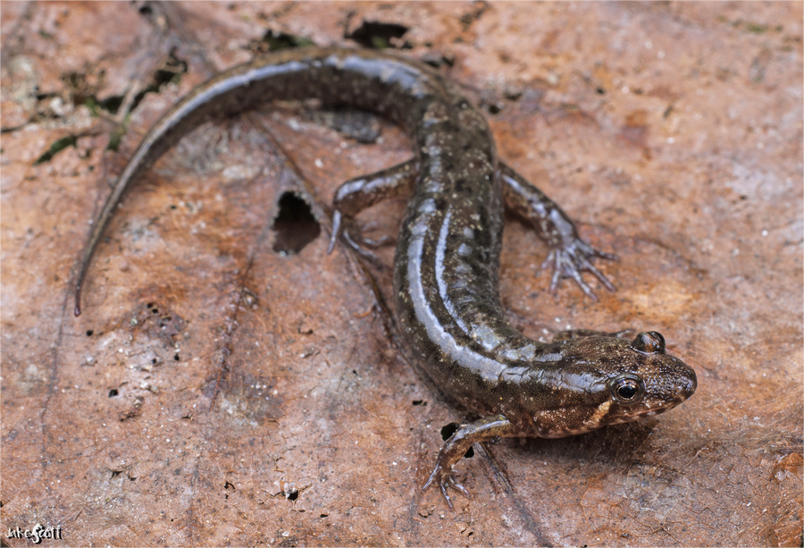Desmognathus anicetus