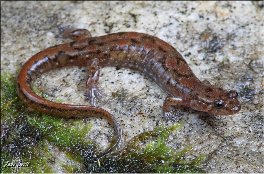 Desmognathus abditus Desmognathus abditus