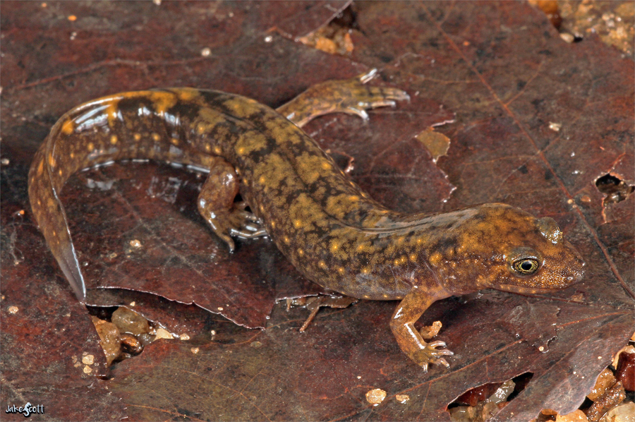 Desmognathus aureatus Desmognathus aureatus