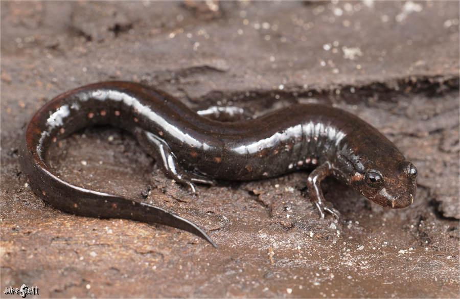 Desmognathus auriculatus