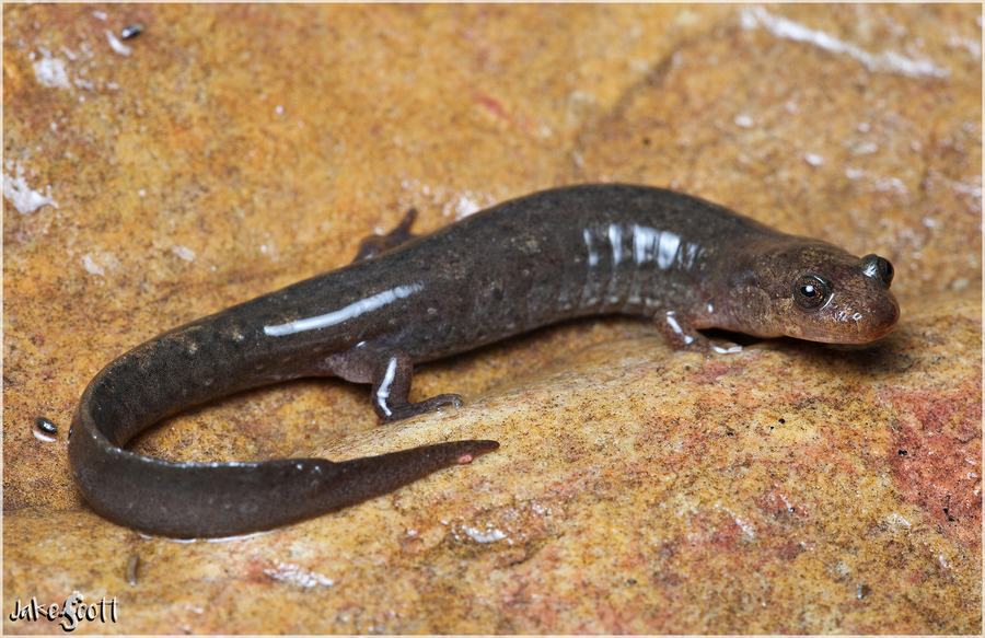 Desmognathus brimleyorum Desmognathus brimleyorum