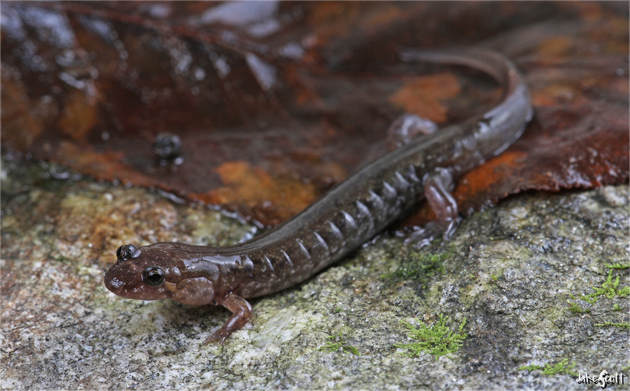 Desmognathus carolinensis